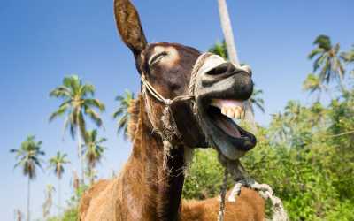 wycieczka jednodniowa